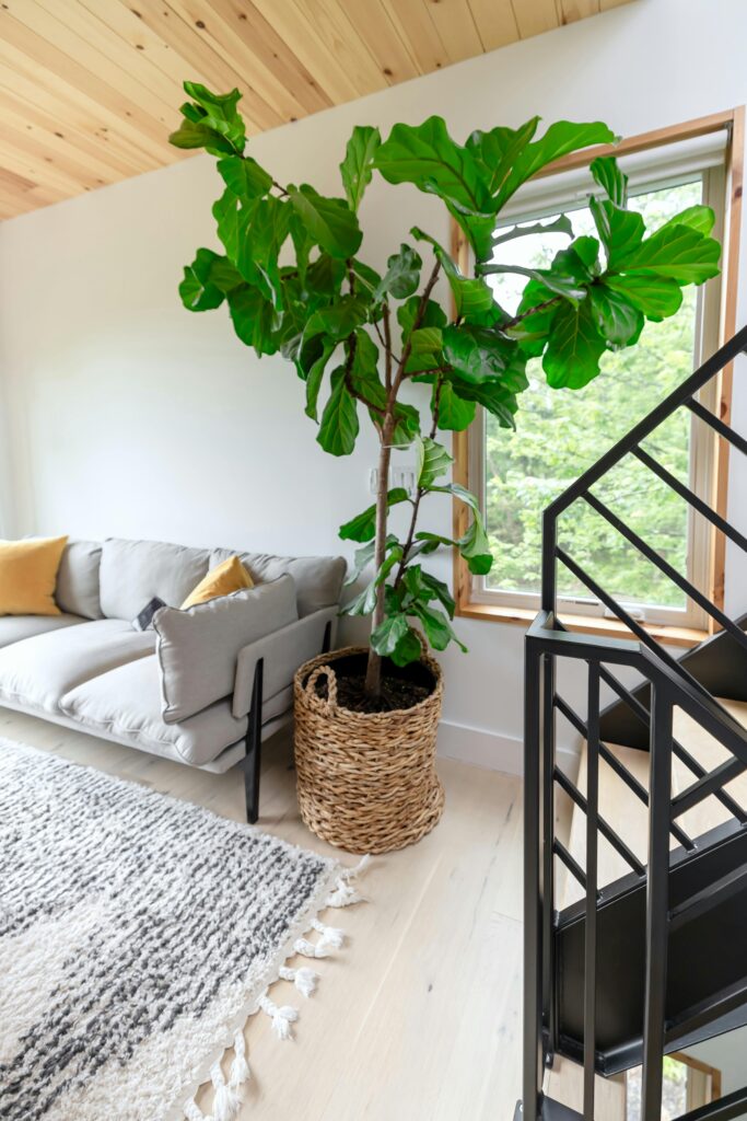 Ficus Lyrata em vaso de fibra natural, usada como planta de interior na decoração boho.