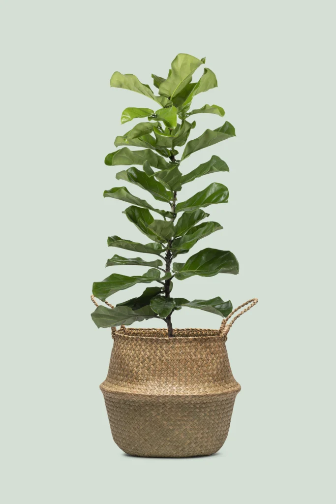 Ficus Lyrata em vaso de fibra natural, usada como planta de interior na decoração boho.