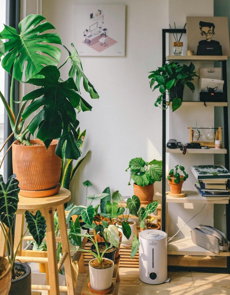 Sala boho iluminada com várias plantas de interior em vasos de cerâmica e madeira, incluindo monstera e calathea.