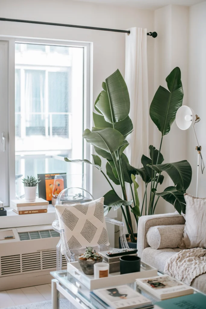 Strelitzia nicolai em sala iluminada, decorada com sofá claro, poltrona acrílica e cortinas brancas no estilo Boho minimalista