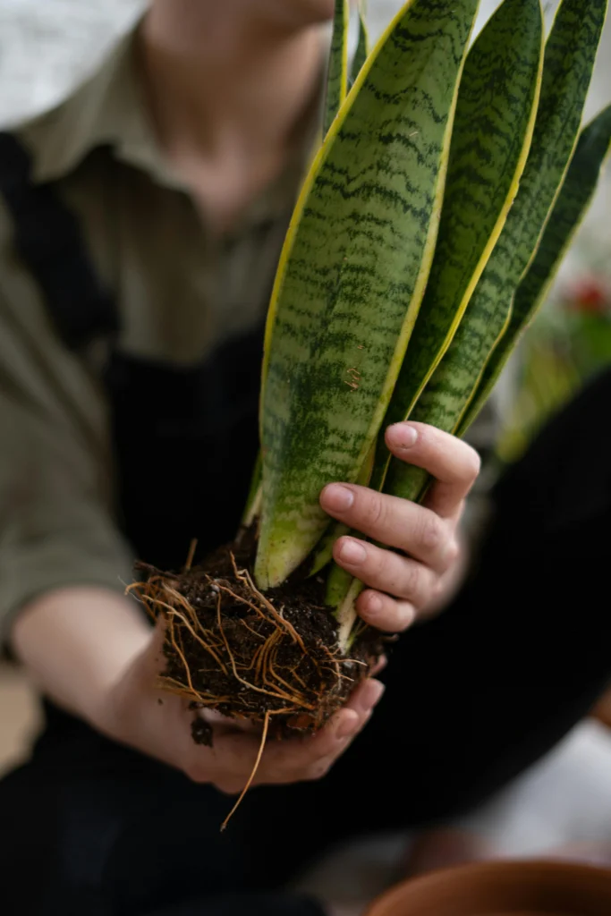 Espada de são jorge é uma planta fácil de cuidar e muito resistente