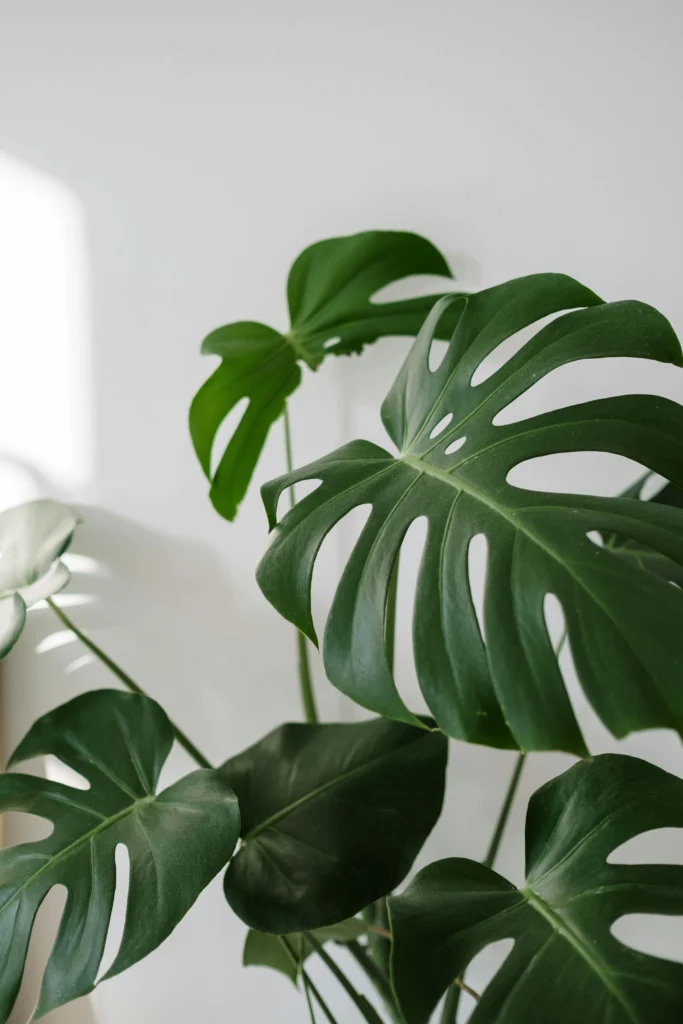 A monstera deliciosa é uma planta de interior muito fácil de cuidaar