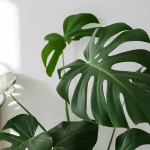Plantas