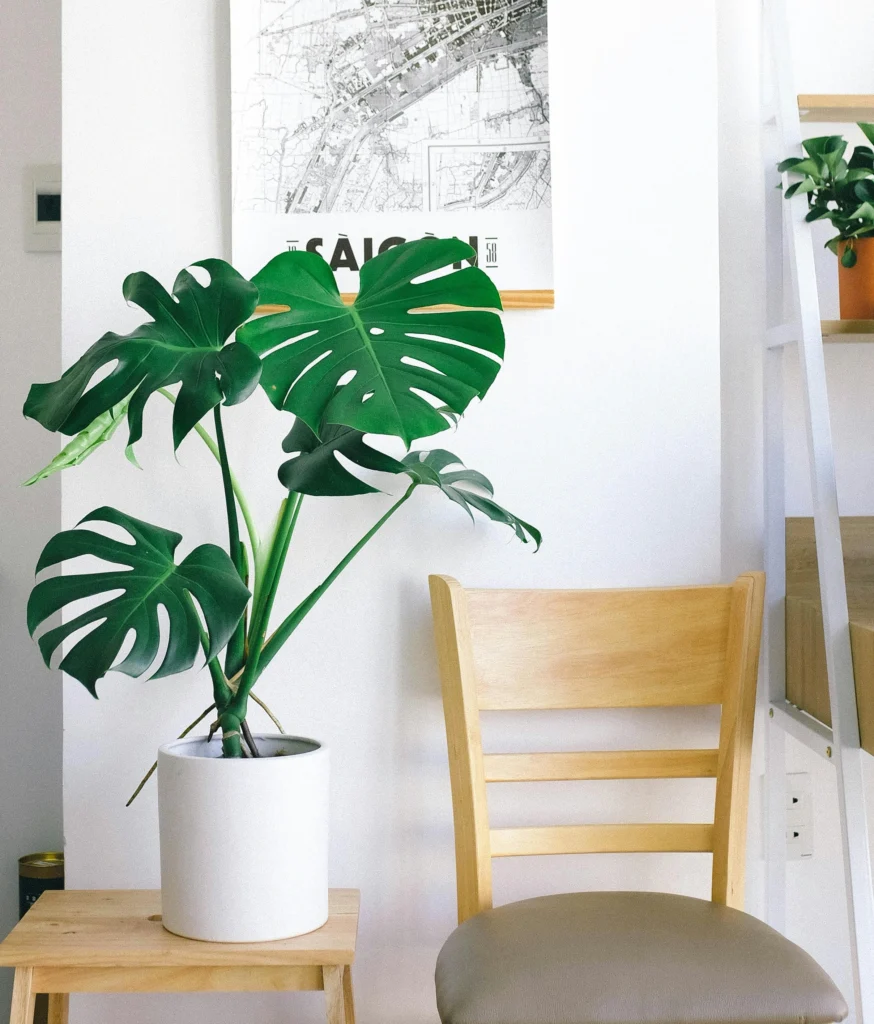 Monstera Deliciosa em vaso branco, decorando sala minimalista com cadeira de madeira clara e pôster no estilo mapa urbano