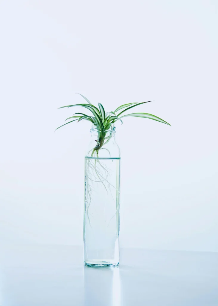 Clorofito cultivado em recipiente de vidro transparente com água, mostrando raízes visíveis em estilo minimalista