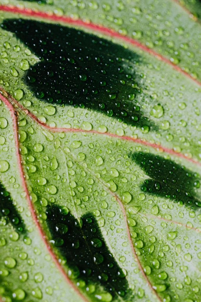 Close-up de folha de Maranta com gotas d’água, evidenciando detalhes das nervuras e padrões verdes e rosados.