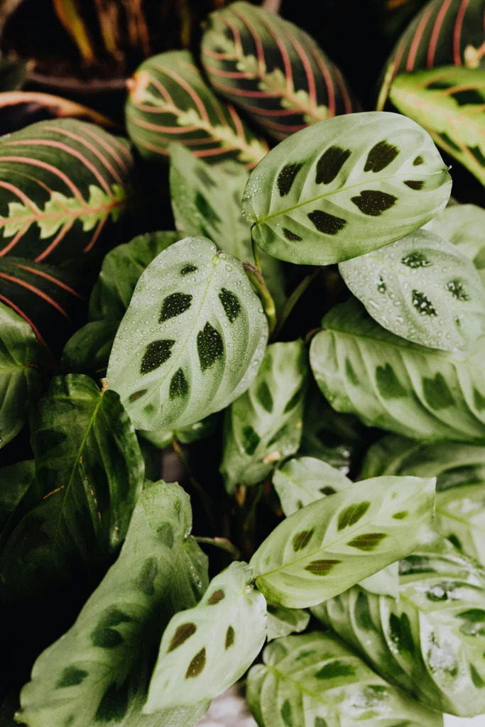 Folhas de Maranta com padrões verdes e detalhes rosados, cobertas por gotas d’água