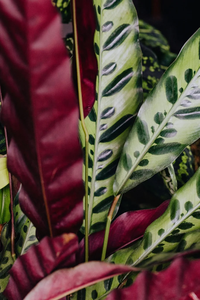 Folhas de Calathea bicolor com padrões verdes e verso arroxeado, destacando textura tropical vibrante