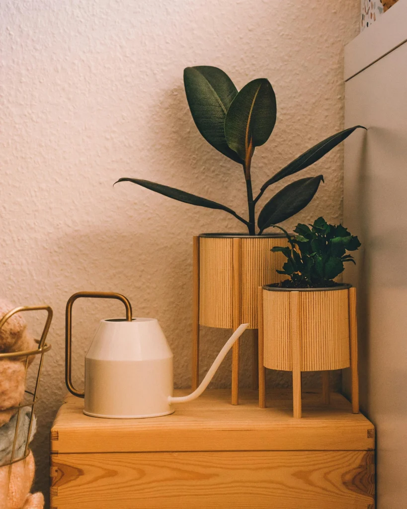 Ficus elastica jovem em vaso de madeira elevado, ao lado de regador branco minimalista em ambiente aconchegante