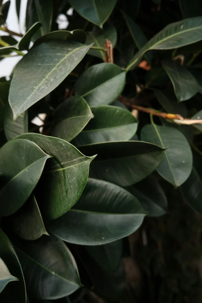 Close-up de folhas verdes e brilhantes do Ficus elastica, destacando textura e tonalidade intensa da folhagem