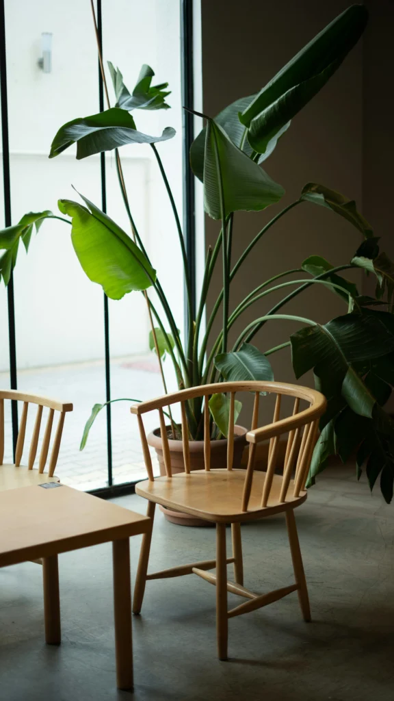 Strelitzia nicolai em vaso grande ao lado de cadeiras de madeira, próximo a janela ampla de vidro em ambiente iluminado