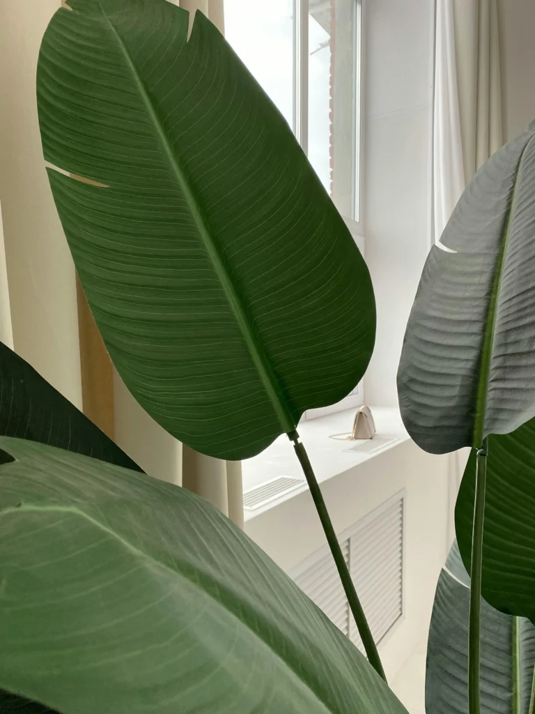 Folhas grandes e verdes da Strelitzia nicolai em destaque próximo à janela, com textura tropical bem marcada