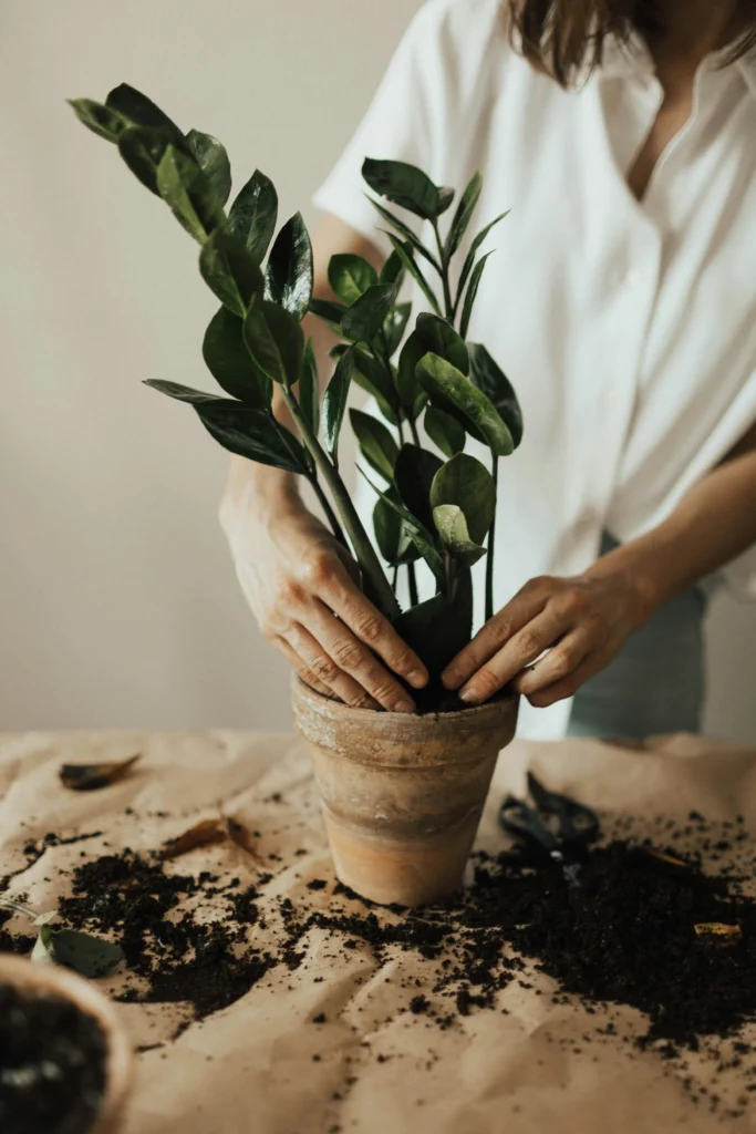 Pessoa replantando uma Zamioculca em vaso de barro rústico, com mesa coberta de terra, destacando cuidados com plantas em decoração Boho."