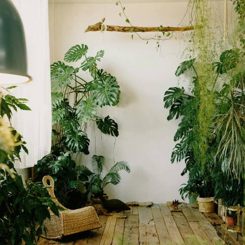 Plantas do estilo Boho