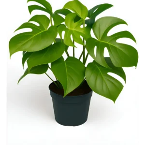 Monstera De 50 Cm Planta Natural Costela-De-Adão Estilo Boho
