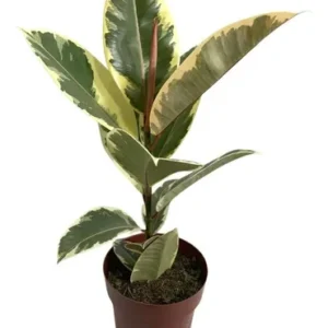 Ficus Elástica Variegata De 50 Cm Planta Natural Estilo Boho