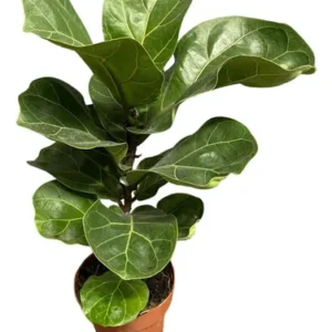 Ficus Lyrata De 50 Cm Planta Natural Estilo Boho