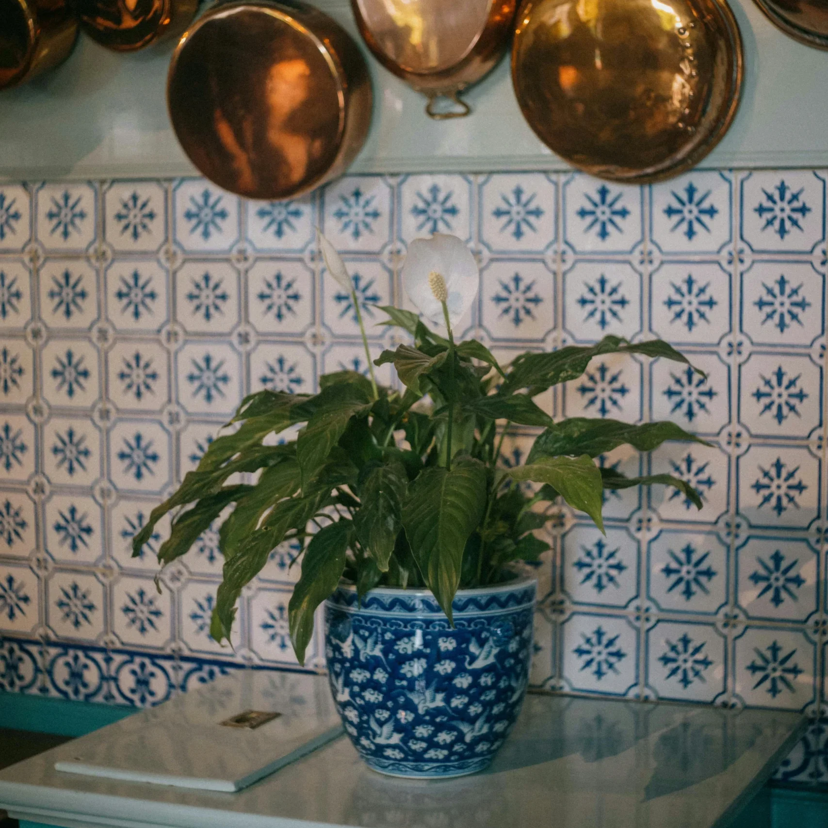 Lírio-da-paz em vaso azul estampado sobre bancada de cozinha com azulejos portugueses e panelas de cobre penduradas