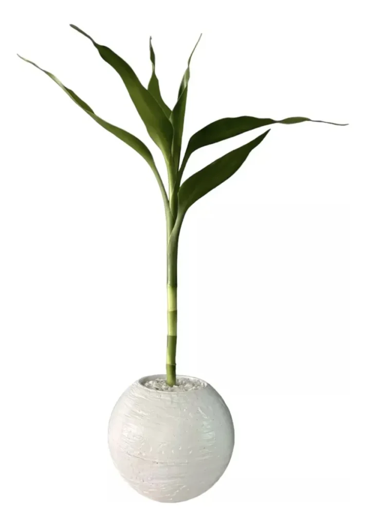 Bambu Da Sorte 40cm - 1 Haste Com Vaso Decorativo