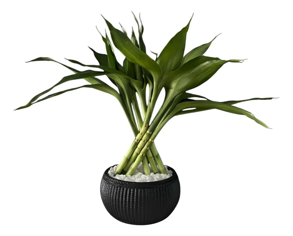 Bambu Da Sorte Natural 6 Hastes + Vaso Redondo Preto Preto