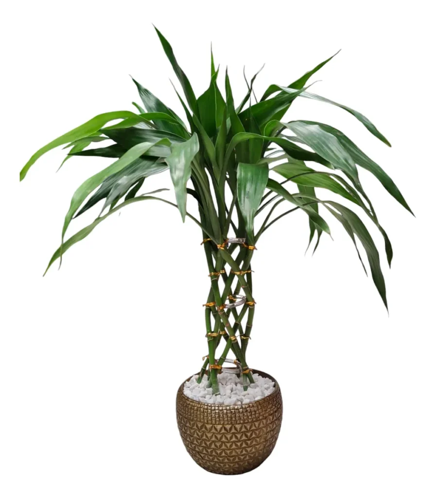 Bambu Da Sorte Natural Trança 8 Hastes + Vaso Decorativo