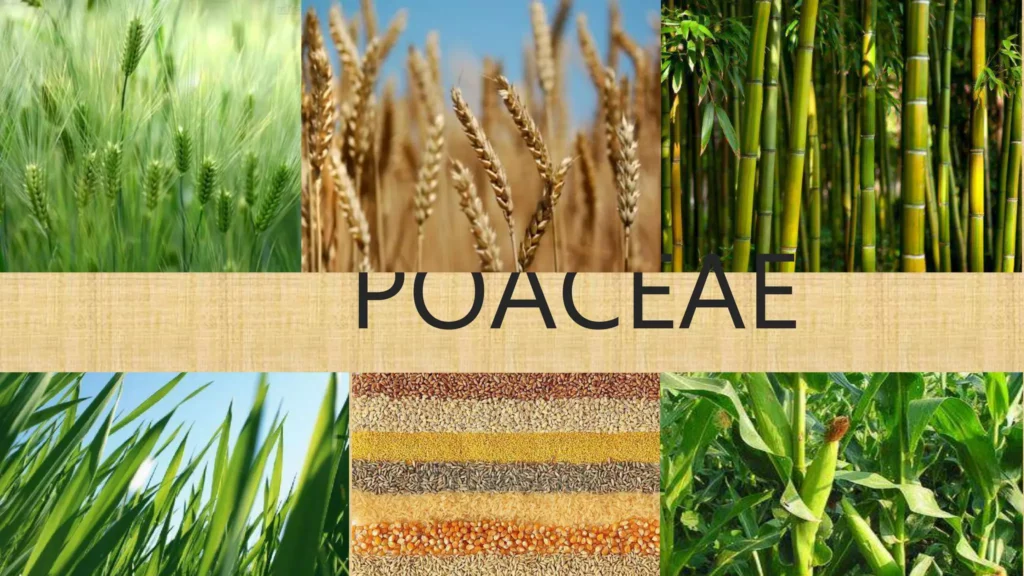 tipos de bambu poaceae